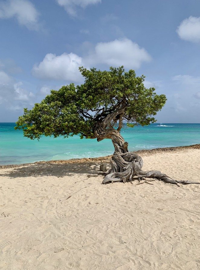 Full fofoti tree beside the Caribbean Sea in Aruba